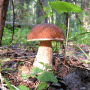 Свежие белые грибы