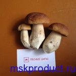 свежие белые грибы