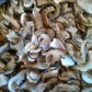 сушеные белые грибы