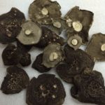 сушеный грибы ежовик купить в москве