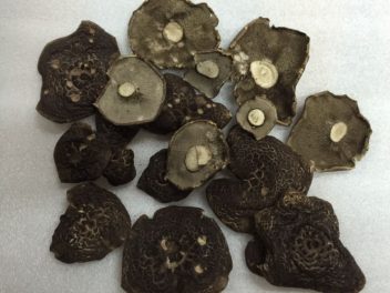 сушеный грибы ежовик