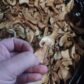 купить сушеные белые грибы экстра в Москве
