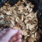 купить сушеные белые грибы экстра в Москве